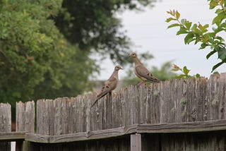 Backyard Bird Classification with Fast AI