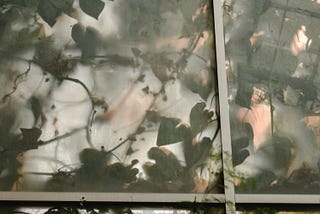 A colonial style window reflects vines and plant growth on its surface. The background/what is seen through the window is murky and blurred.