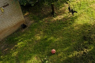Soccer ball lying on the grass.