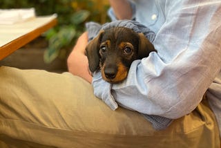 Thoughts on Employer Branding  — 🐶 Beyond Cute Office Dogs 🐶