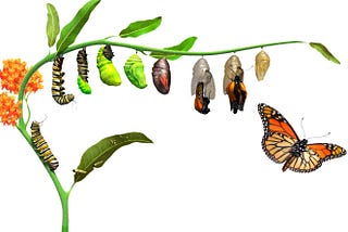 The Caterpillar