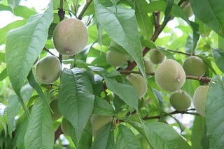 Barriers to Growing Fruit Trees: There Would Be Too Much to Harvest