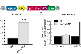 From Gene Therapy to the Bredeson Protocol