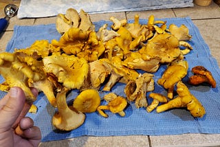 I Got Lost In The Woods While Mushrooming: A Cautionary Tale