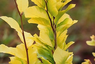 Fagus sylvatica ‘Dawyck Gold’ European Beech