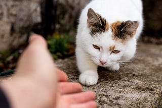 tray When A Stray Cat Chooses You: The Spiritual Meaning And Connection