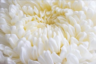 เบญจมาศ Chrysanthemum