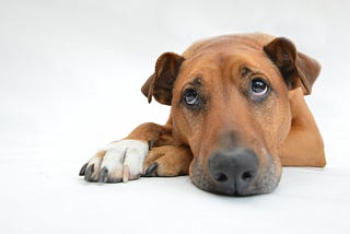 A brown dog in a white void laying down with its head on its left arm and giving sad puppy eyes upward.