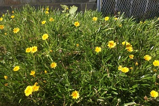 The beauty of flower picking