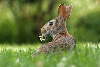 Rabbit in grass eating a daisy