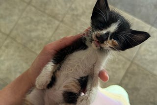 Lessons from a Dying Kitten