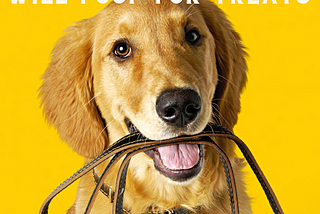 Golden retriever with leash in mouth — caption “Will Poop for Treats”