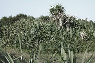 一千顆林投