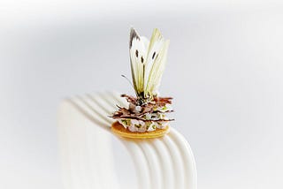 Cabbage white butterfly presented gastronomically, on a cracker