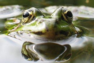 Frogs, Plates, Earthquakes, and the Economy
