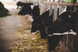 What Is Holstein Finance?