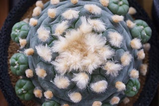 Peyote.