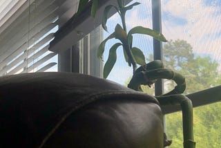 My Roomate’s Lucky Bamboo & a fly