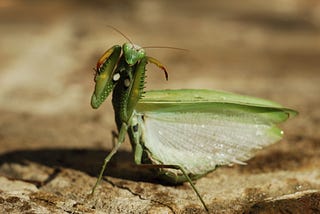 Are You There, God? It’s Me, Margaret…the Praying Mantis