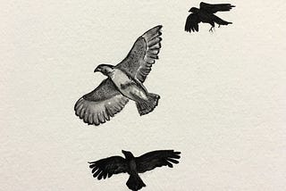 Ink sketch of a hawk being chased by two crows.