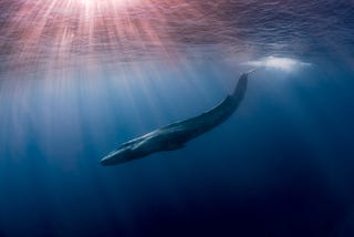 Biggest Ethereum Whale Earns Nearly $1 Billion in Less Than a Month