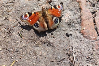 Playing with finding similarity of Images with Elixir, part I