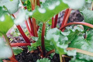 Rhubarb, Rheum rhabarbarum: A Tart Treasure in the Garden