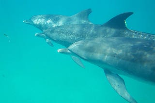 What I learned swimming with dolphins