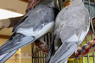 A male and female cockatiell sitting together on a perch. The male is scratching the female’s head with his beak.