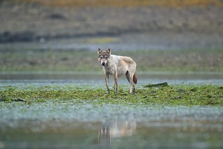 Canis Lupus at Dawn