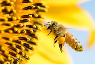 Groundbreaking research reveals why bees are increasingly making less honey