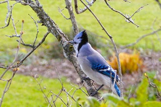 Previously Unpublished Photo For Your Enjoyment: Attention Birdwatchers!