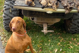 A bird dog poses next to a tailgate loaded with five harvested ruffed grouse.