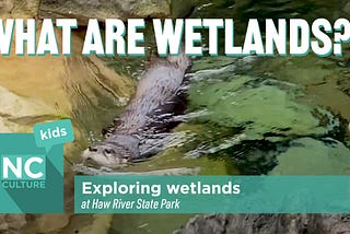 Haw River State Park: What are Wetlands?