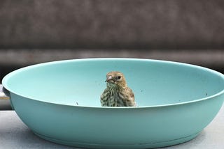 Rethink conventional birdfeeders