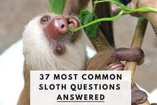 Sloth Questions (37+) Questions About Sloths Answered