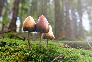 Johns Hopkins Researcher on the Potential for Psilocybin Therapy
