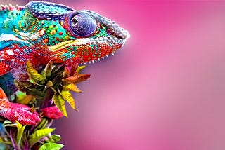 A colorful chameleon
