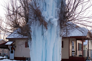 Frozen Tree, Park City, Utah