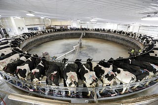 Factory Farms: What goes on behind closed doors?