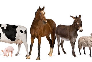 When you gaze into your favorite animal’s eyes, does sentience gaze back?
