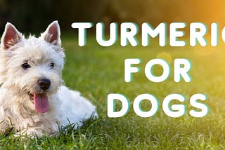 Turmeric For Dogs: 10 Health Benefits You Should Know About