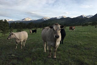 Get Grass-Fed beef for $3.60 per Pound