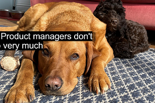 Photo of two dogs lying on a rug looking tired