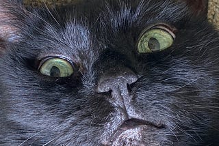 Close up of face of black cat.