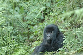 The thin frontline of conservation in eastern DR Congo