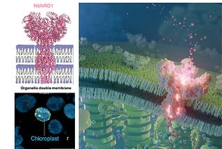 A helper NLR challenges the membrane localisation dogma