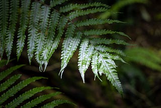 Trying to Deliberately Develop? Take Advice from the Baby Fern Fronds
