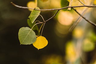 Bite-size Biomimicry: Aspens