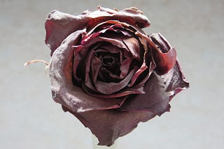 The Last Rose
